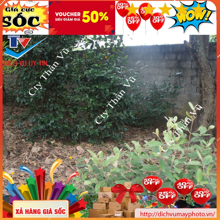Giống Cây sim giống ta sim rừng ăn quả làm cảnh ngâm rượu hoa đẹp cây dễ trồng sức sống mạnh
