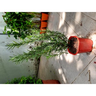 Cây hương thảo