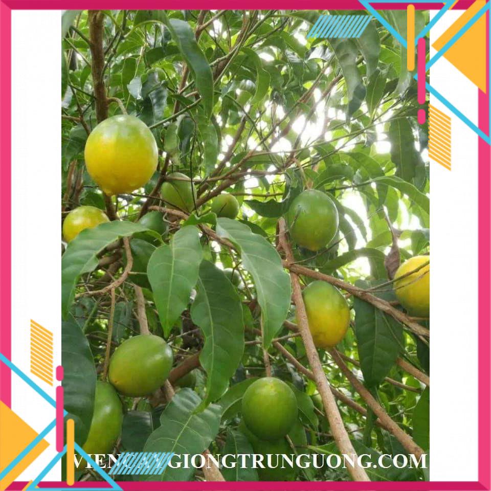 cây giống vú sữa vàng