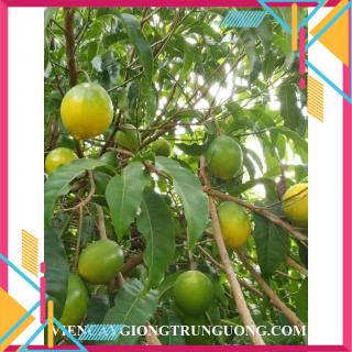 Cây giống vú sữa vàng