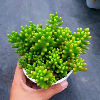 Sen đá thạch ngọc size trung