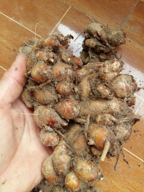 Củ địa liền, địa liền, xá khiếng 1kg tươi