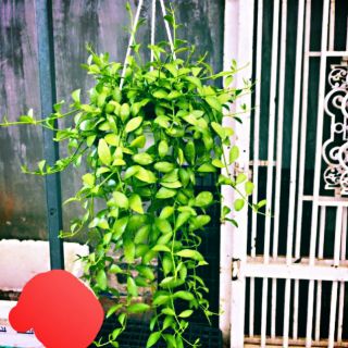 Cây Hạt Dưa Xanh ( chậu treo )