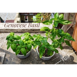 Genovese Basil  - Cây giống Húng Quế Tây (Genovese).