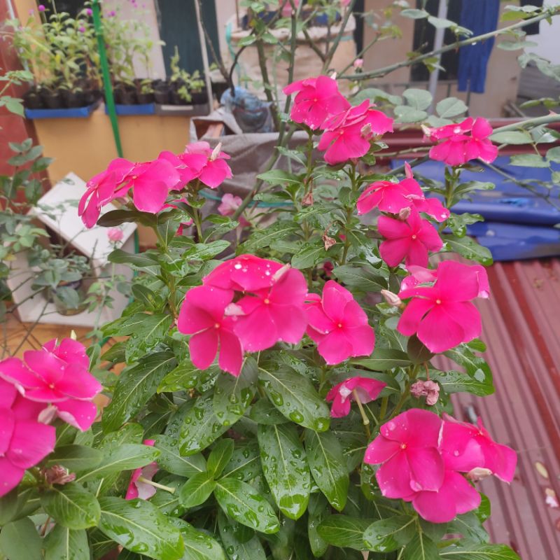 4 chậu dừa cạn 4 màu như hình