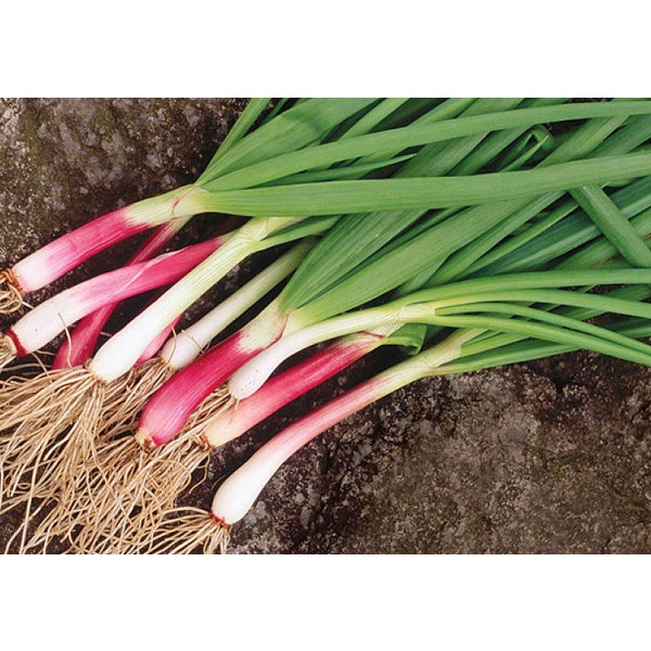 Hạt Giống Hành Lá F1  - gói 1G