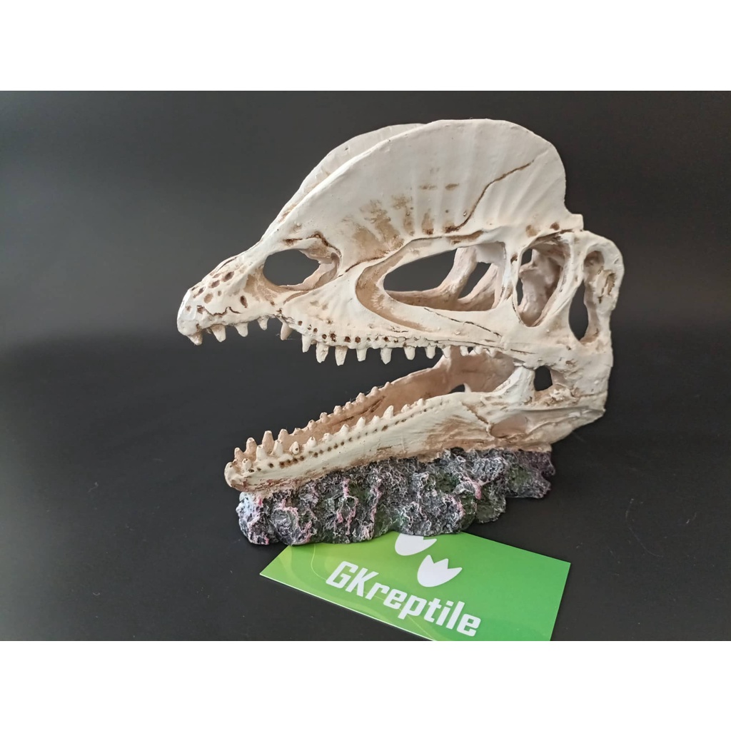 Mô hình trang trí sọ khủng long cho chuồng nuôi