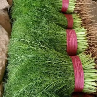 Hạt Giống Rau Thì Là Bốn Mùa Chịu Nhiệt (10 Gr) - Thơm, Bổ Dưỡng, Dễ Trồng