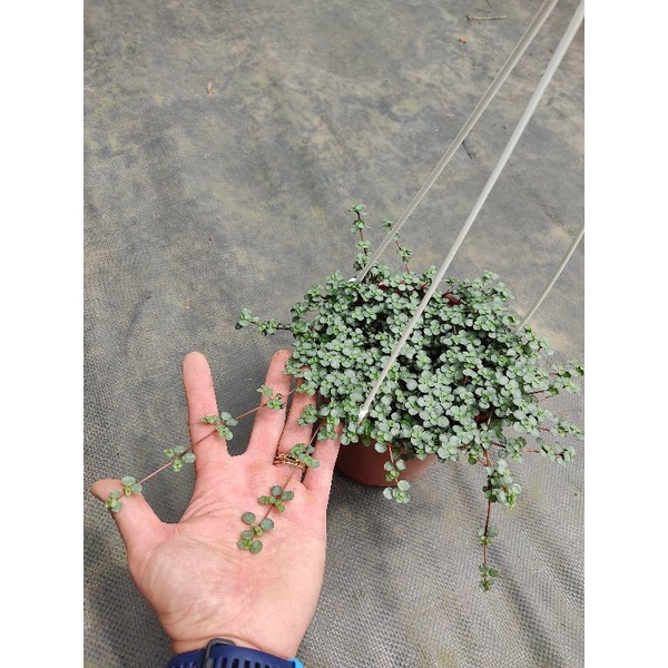 Chậu cứng Pilea Glauca Aquamarine baby tears