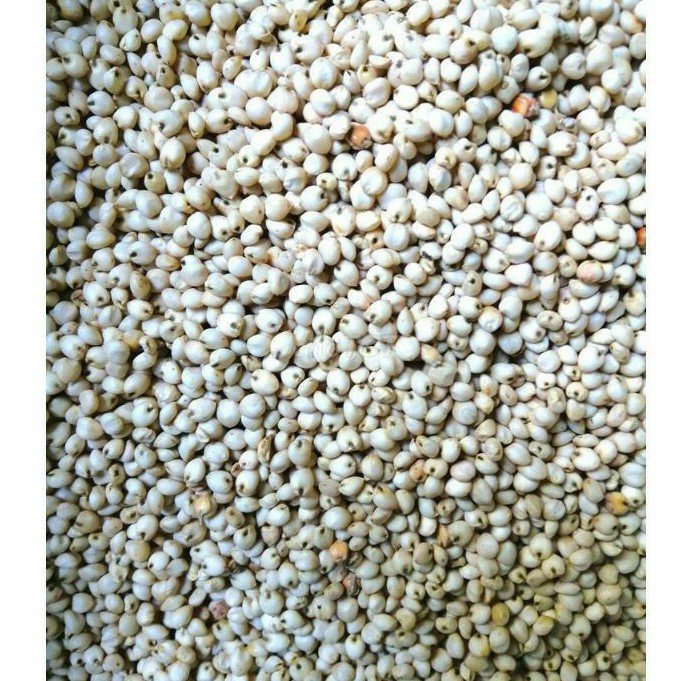 1KG Bo Bo Trắng Cho Vẹt Bo Bo Cho Gà Đá Bo Bo Trắng Cho Gà Đẻ Bo Bo Cho Chuột Hamster