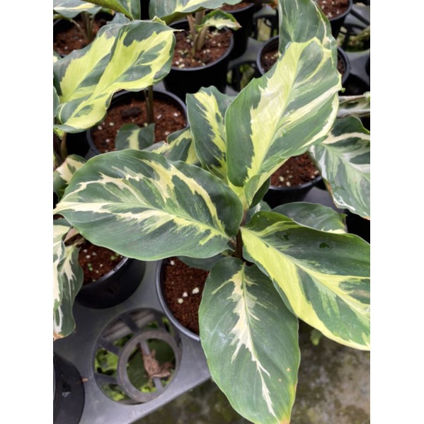 Chậu cứng Calathea Yellow fusion