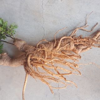 Củ đinh lăng tươi 1kg (hàng có sẵn)