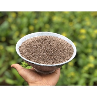 Hạt Giống Vừng Thơm Ngá Ngọc ( vừng Ngà hooc)