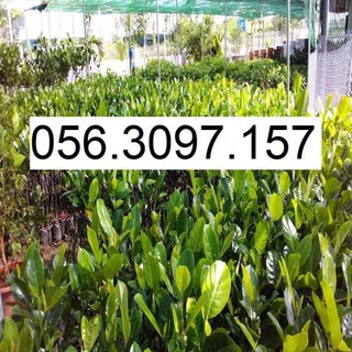 Cây cóc thái lan lùn - đhnn1 + tặng 01 cây dâu da đất