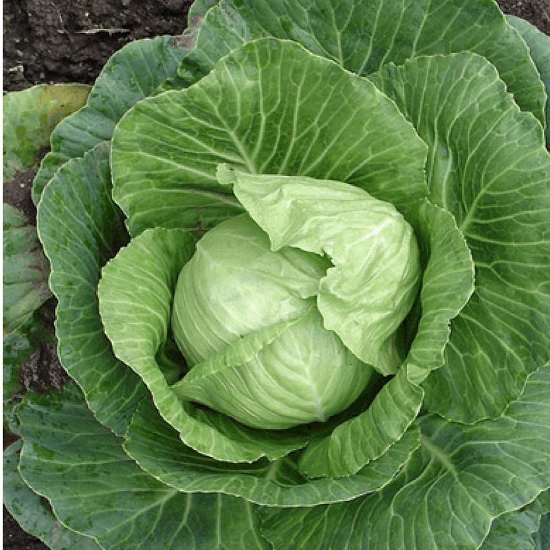 100H - #Hạt_Giống_Bắp Cải Xanh_Tím_Trắng ( tặng kèm kích mầm và phân bón )