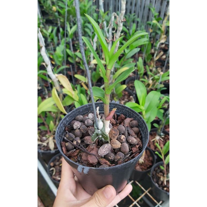 1kie giống giả hạc xuân nù taly