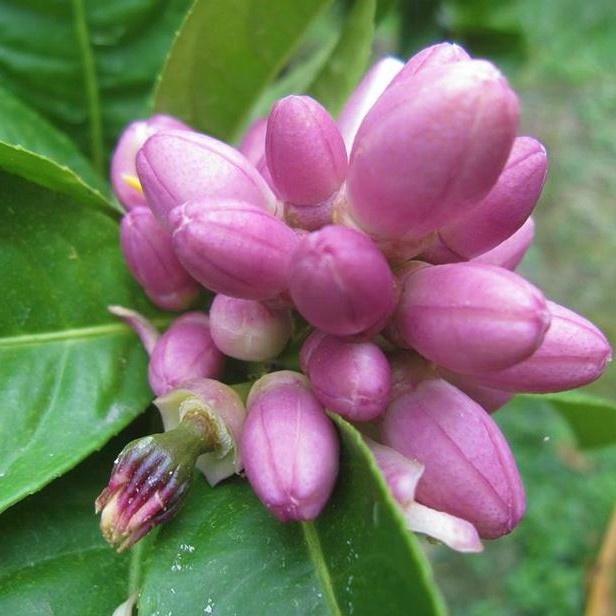 Cây Giống Chanh bông tím