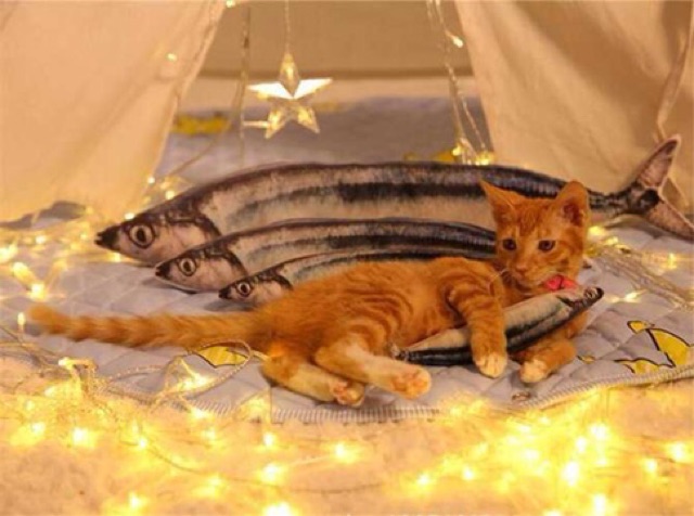 [ Cá Catnip bạc hà cho mèo ] đồ chơi cho mèo