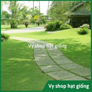 Gói 100g hạt giống cỏ nhung Nhật trồng thảm sân vườn, công viên, bãi đỗ xe