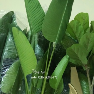 🍀 Cây chuối Nhật trang trí nội thất