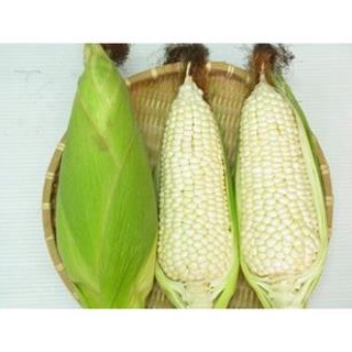 HẠT GIỐNG BẮP NẾP NÙ - GÓI 100 GRAM