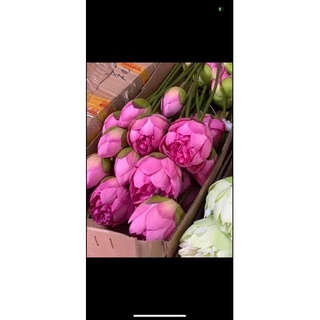 Nụ sen giả hàng cao cấp