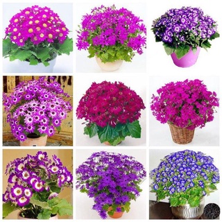 Hạt giống Hoa Cúc Lọ Lem 100 Hạt