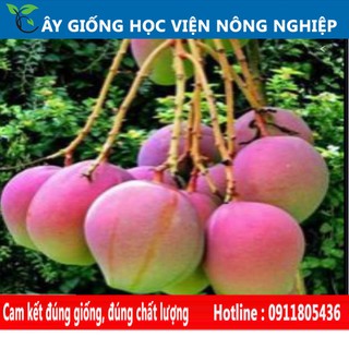 cây giống xoài úc quả to