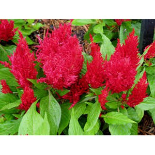 100 hạt giống hoa mào gà đỏ