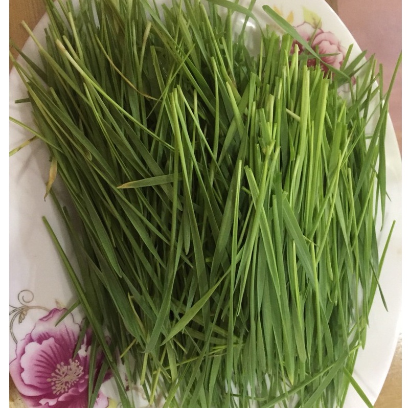 Hạt giống cỏ lúa mì - Lúa mạch