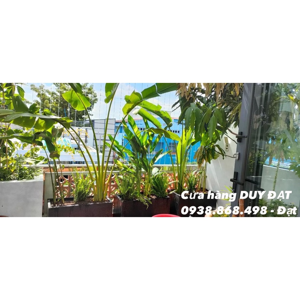 Cây dương xỉ  lá me - cây dễ trồng - ưa ẩm - chịu nắng tốt