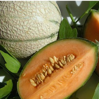 Hạt giống Dưa lưới Melo (dưa lưới sọc ) – 10Hạt