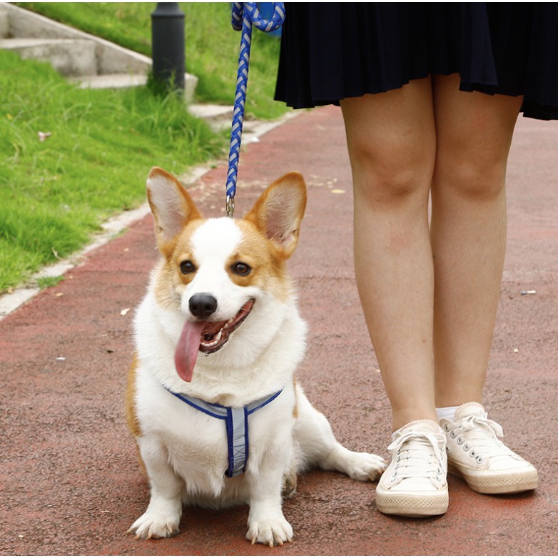 Dây dắt chó mèo lớn phản quang đi dạo 1.5cm 7kg 15kg, phụ kiện dẫn thú cưng Con Mèo Xiêm