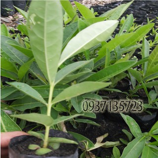 combo 5 cây giống chuông vàng ( cây giống )
