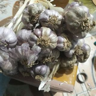 Siêu rẻ 1kg tỏi tím ta  còn cuống