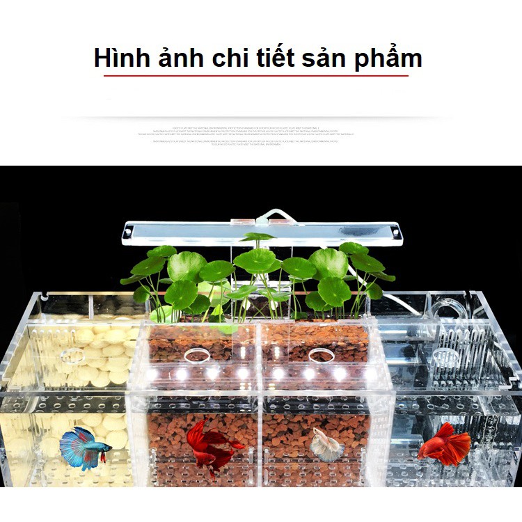 [hot sale]Hộp acrylic nuôi cá chọi betta 4 ngăn trong suốt