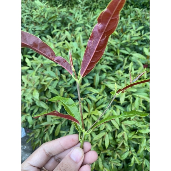 Cây Hoàn Ngọc 1kg tươi liên hệ Shop trc khi đặt hàng( Shop có cả hàng khô)
