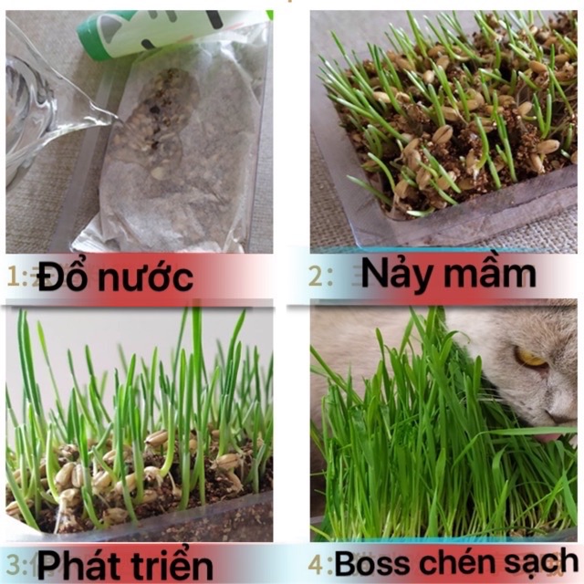 Bộ Trồng Nhanh Cỏ Mèo bằng đất hữu cơ