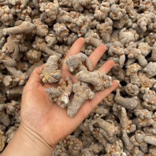 100gr Củ tam thất khô đặc sản Tây Bắc