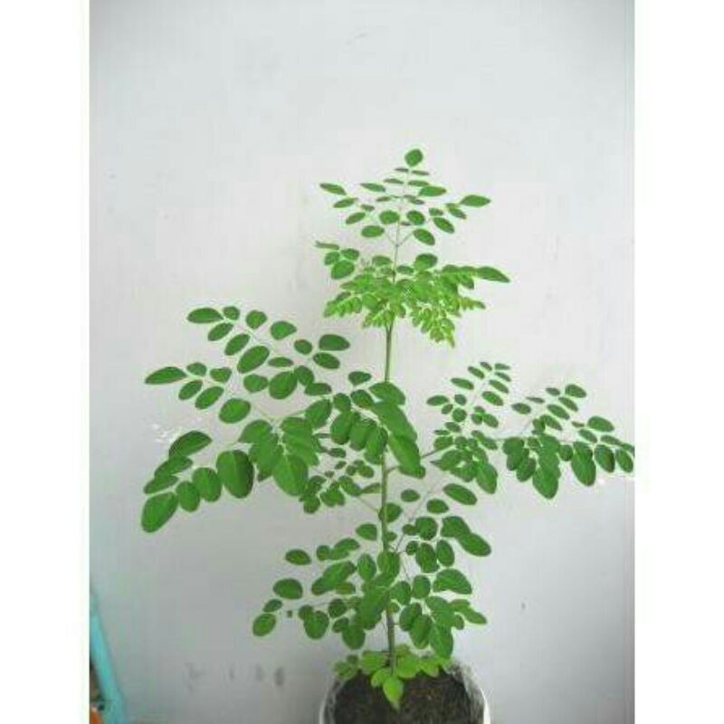 Hạt giống cây chùm ngây