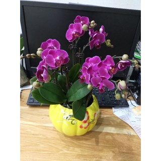 Combo 5 cây lan hồ điệp đang hoa và nụ