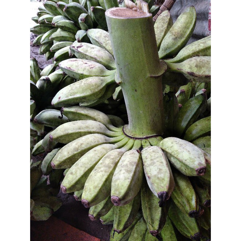 CHUỐI SÁP SỐNG TẠI VƯỜN CẦU KÈ TRÀ VINH | BigBuy360 - bigbuy360.vn