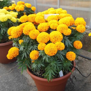 50 Hạt giống Vạn thọ Mỹ