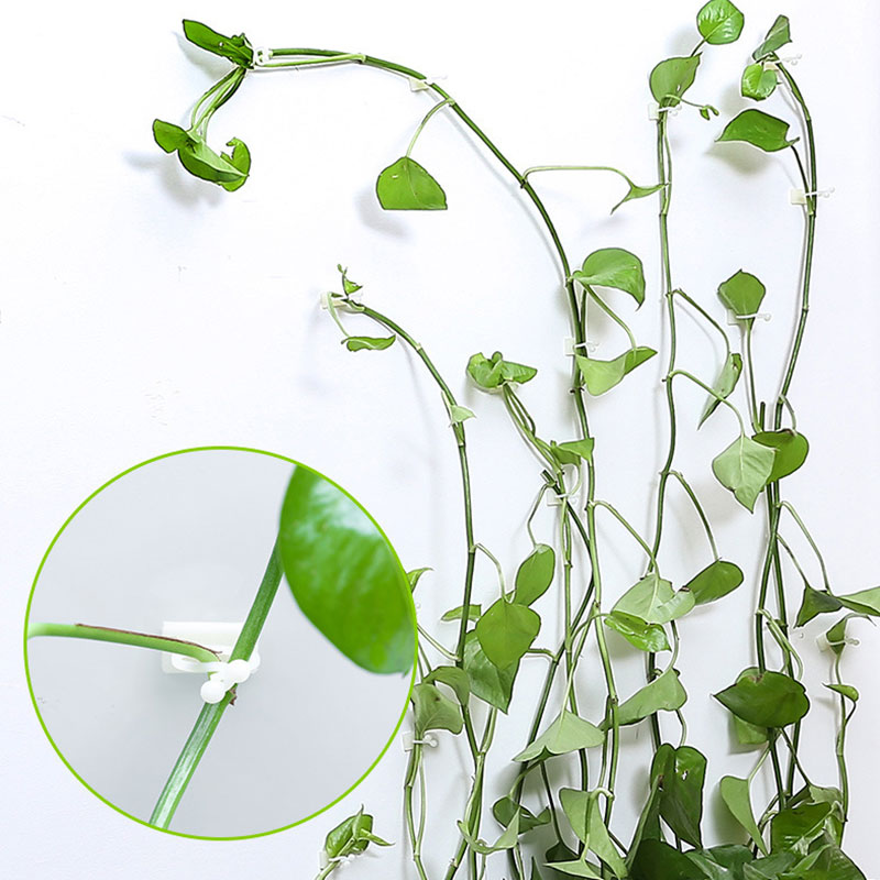 Bộ 10 kẹp giữ dây leo dán tường tiện lợi