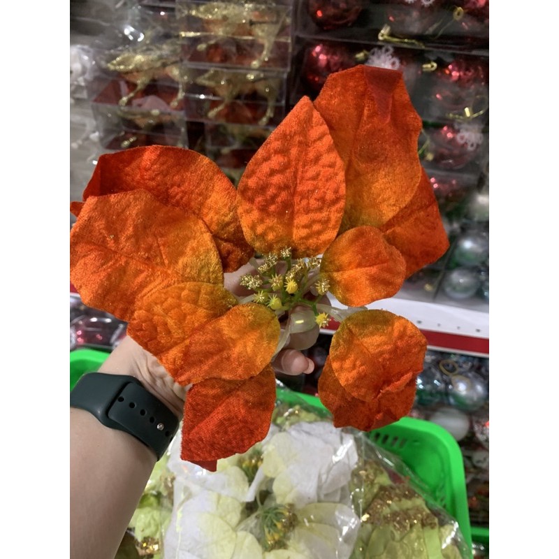 Hoa trạng nguyên trang trí noel