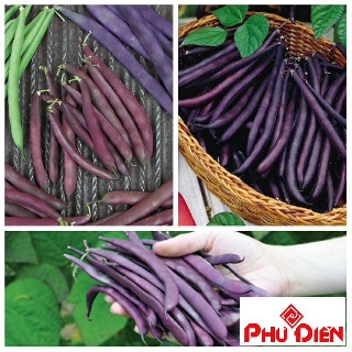 Hạt giống đậu cove tím  PHÚ ĐIỀN