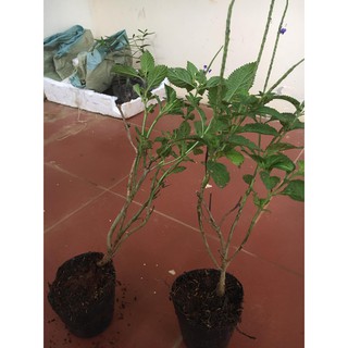 Cây giống Đuôi Chuột (mạch lạc)