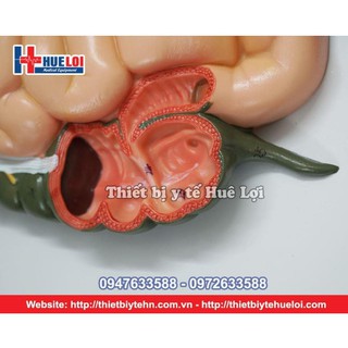 Mô Hình Hệ Tiêu Hóa Người