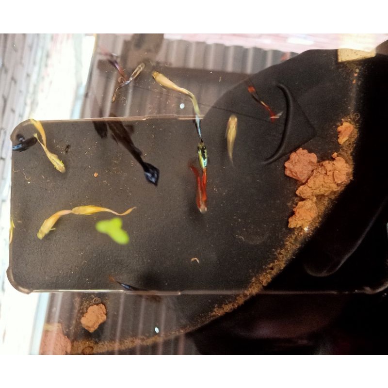 Compo 1 cặp FULL GOLD trốngg máii lai siêu đẹp