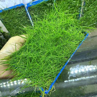 Ngưu Mao Chiên Lùn Xòe Vỉ Nhựa (Cây Thủy Sinh)